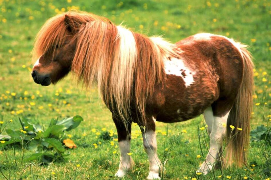 In Meerane wurde ein Pony geklaut. (Symbolbild)