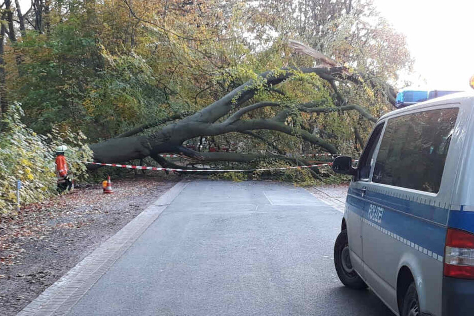 Der Baum stürzte quer über die Straße.