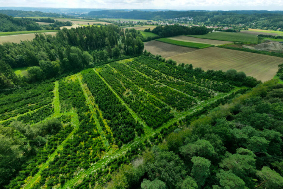Im bayerischen Ergolding wachsen zukünftige Weihnachtsbäume auf einer Plantage.
