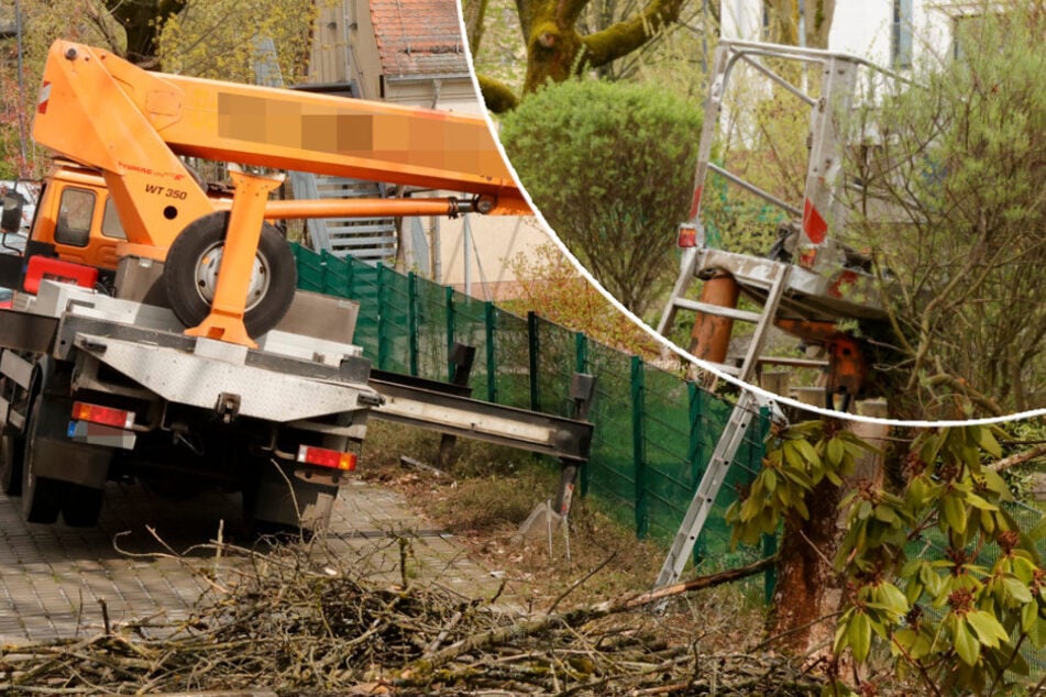 Arbeitsunfall in Chemnitz: Mann bei Baumfällarbeiten abgestürzt und schwer verletzt