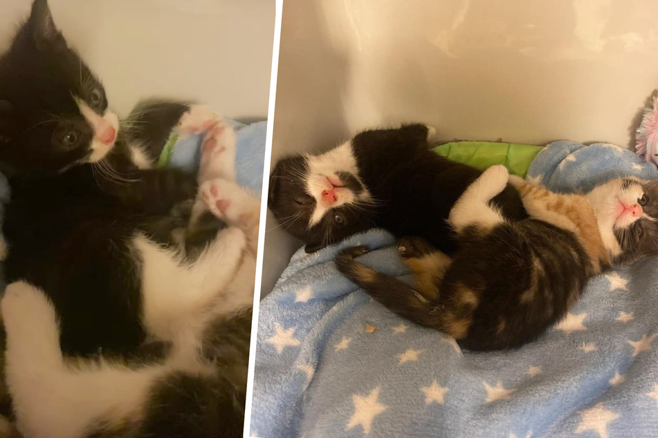 Bella und Edward: Ausgesetzte Babykatzen mit "Twilight"-Vibes