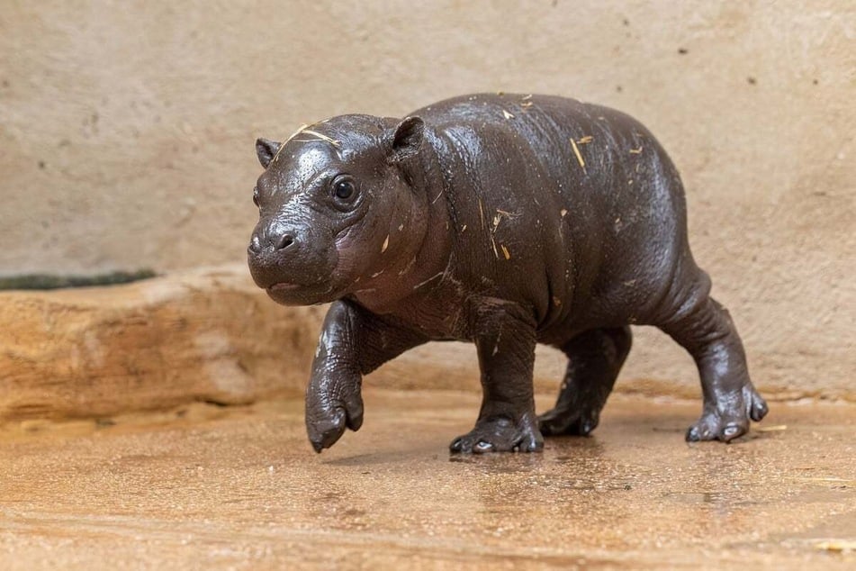 Attica Zoological Park has a new baby pygmy hippopotamus on its hands.