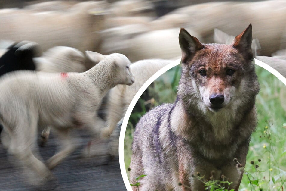 Wölfe: Untersuchung bestätigt: Wolf für tote Schafe im Schwarzwald verantwortlich