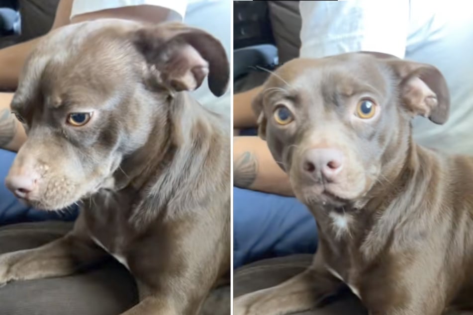 Die Aufnahmen des Mischlings wurden auf TikTok beinahe drei Millionen Mal angeklickt.