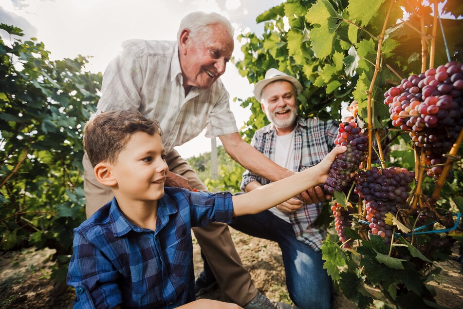 Gemeinsame Zeit auf einem Weinberg zu verbringen ist wohl eines der schönsten Geschenke, die Du Deinem Opa machen kannst.