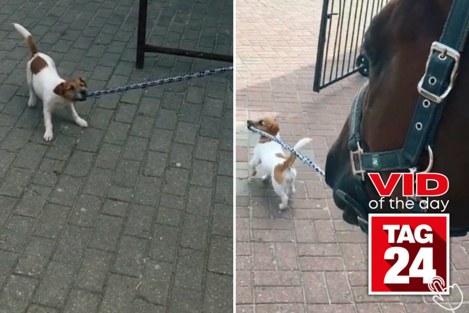 In today's Viral Video of the Day, a small Jack Russell pup shows his leadership skills by "walking" a beautiful brown horse!