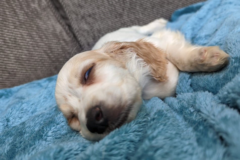 Wegen einer Ellenbogenluxation muss dem Cocker Spaniel ein Bein abgenommen werden. Danach hat die Hündin ein glückliches Leben auf drei Beinen vor sich.