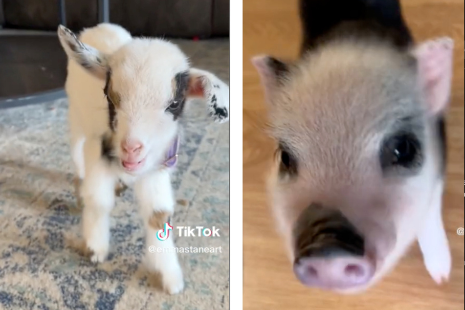 Pig and baby goat brighten up everyone's morning with adorable greeting