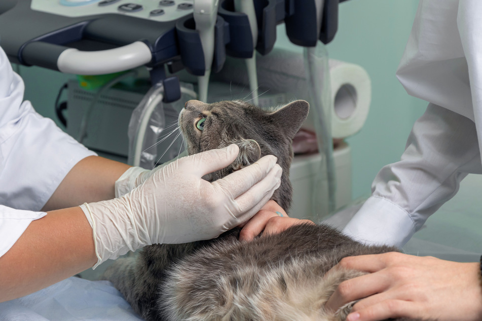 When cats vomit blood, it is a medical emergency that needs your urgent attention.
