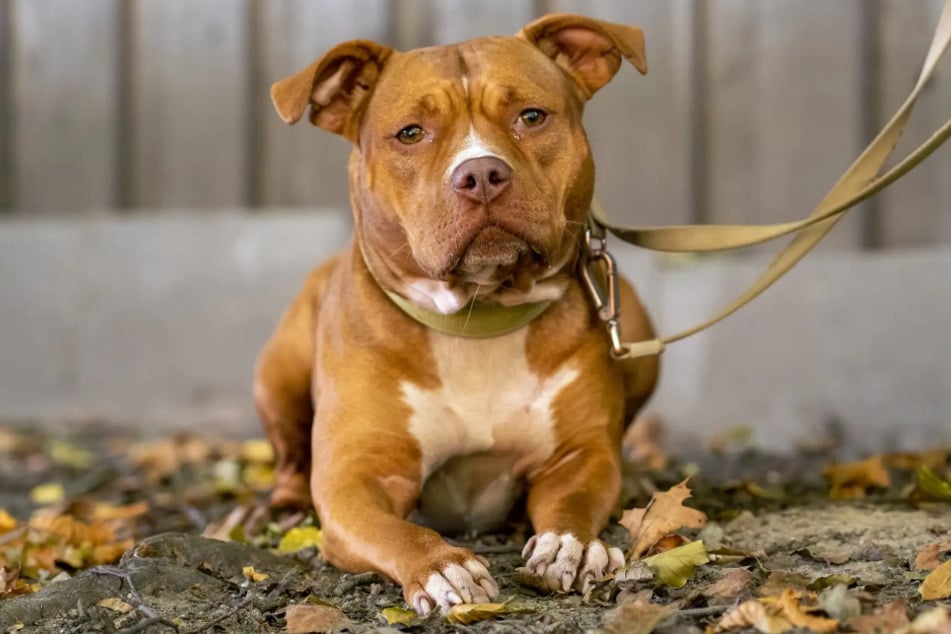 American-Pocket-Bullterrier-Mischlingshündin Vanilla ist auf der Suche nach einem richtigen Zuhause.