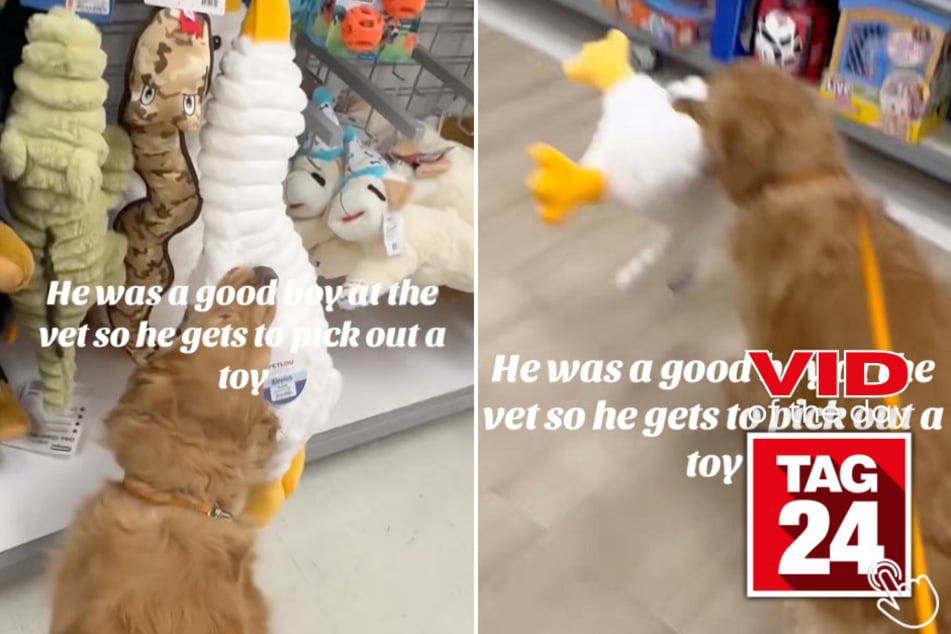 This dog went to the vet and earned himself a shopping spree - and he did not come to play!