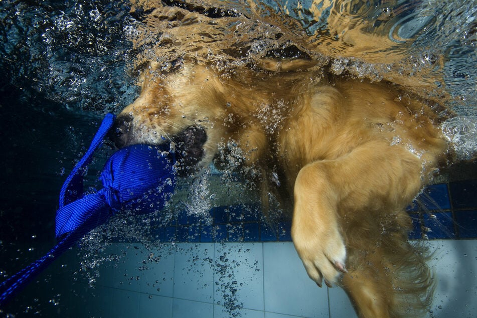 Einige Hunderassen, die gut im Wasser zurechtkommen, werden darauf trainiert, Menschen in Notlage aus dem Wasser zu retten.