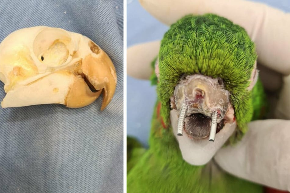 The handmade prosthesis was designed to replace the parrot's broken beak (collage).