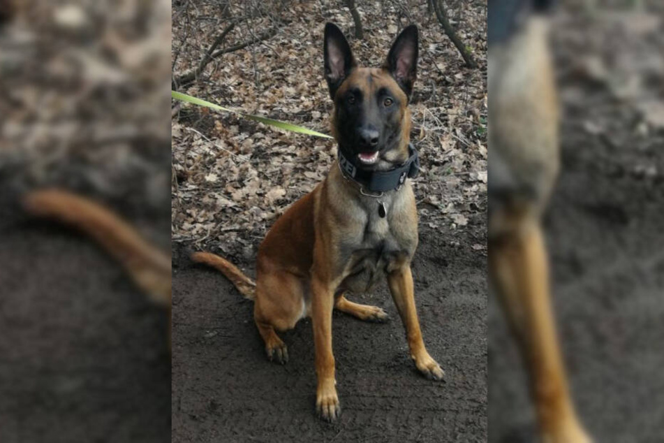 Polizei-Hund Maylo spürte den flüchtigen Tatverdächtigen auf.