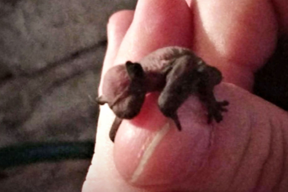 Die winzige Fledermaus wurde von der Berliner Polizei aus einem Keller gerettet.