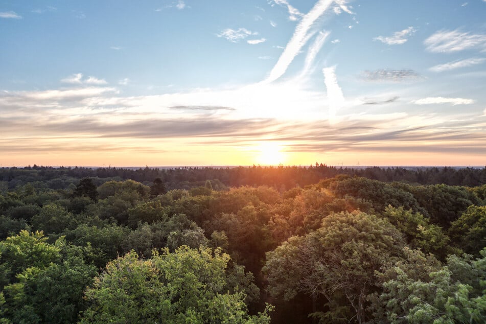 Die Sonne geht über einem schon herbstlich gefärbten Wald in bei Leer auf.
