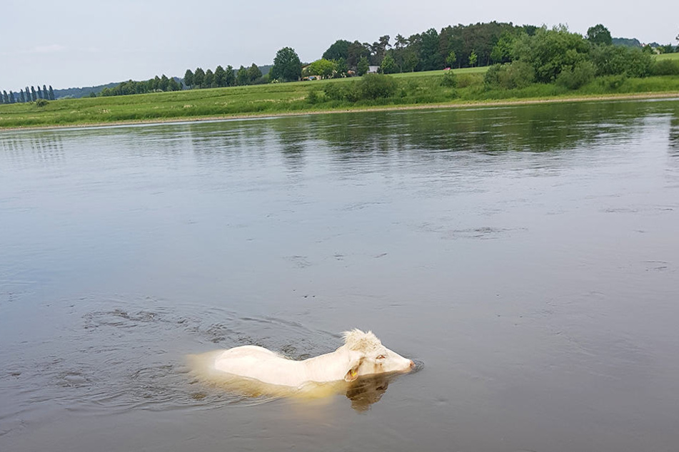 Diese weiße Kuh verirrte sich in der Elbe.