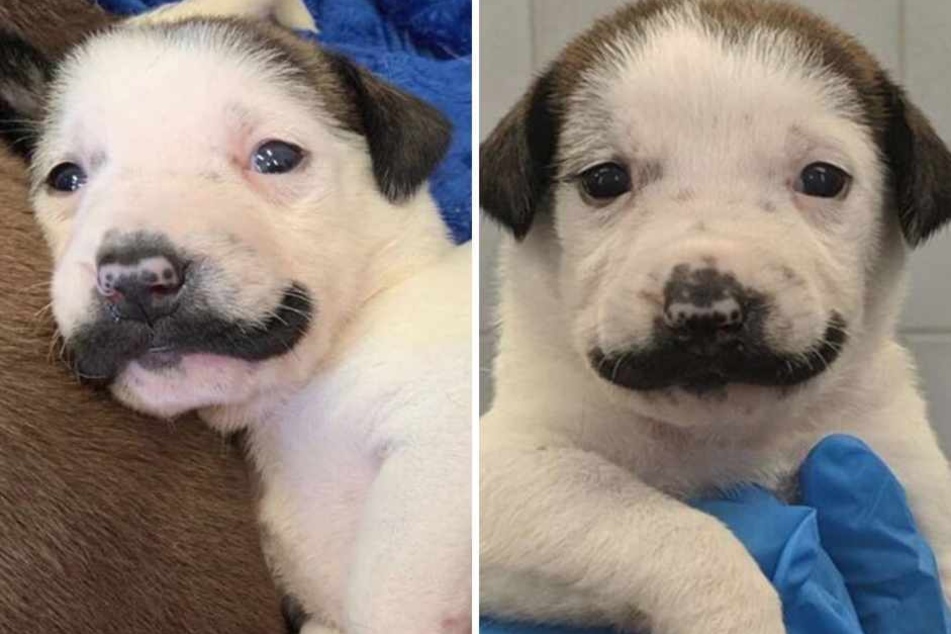 Puppy born with "mustache" breaks the Internet – but what does she look like all grown up?