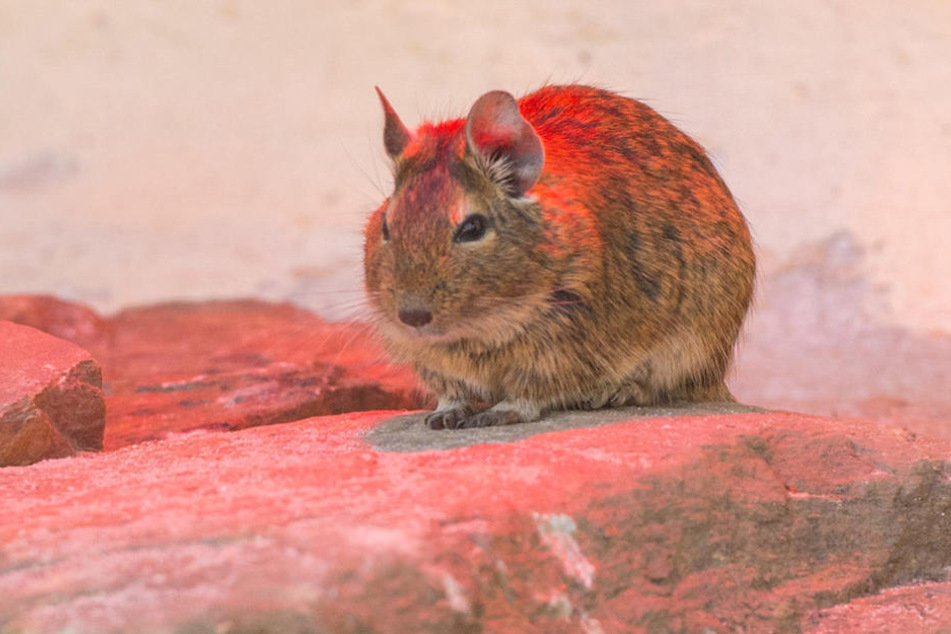 Unter der Wärmelampe hat es sich eines der Tiere gemütlich gemacht.