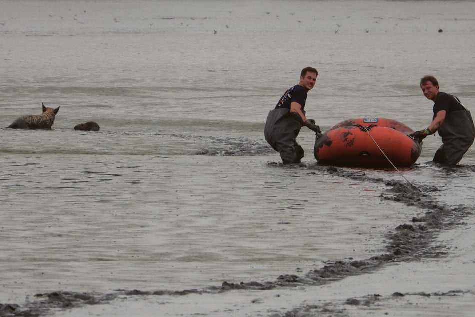 Die Hamburger Feuerwehrleute bahnten sich ihren Weg durch den Schlamm, um die versunkenen Hunde mit einem Schlauchboot an Land zu holen.
