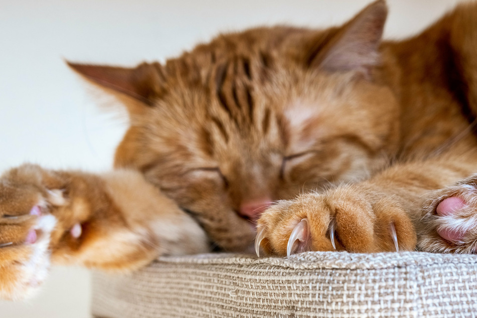 Die Katzenpfoten besitzen vorn je fünf und hinten je vier Krallen. Sind sie zu lang, sollte man sie schneiden.