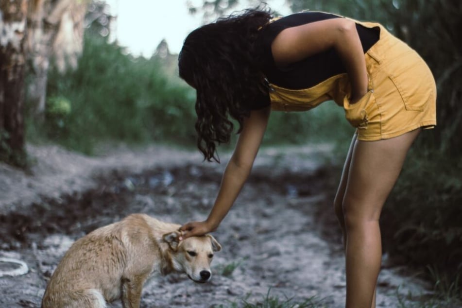 Patting strangers' dogs on the head is not a good idea.