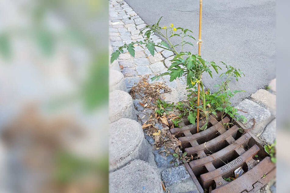 Vor dem Eingang der Tafel in Reichenbach wächst eine Tomatenpflanze aus dem Gully.