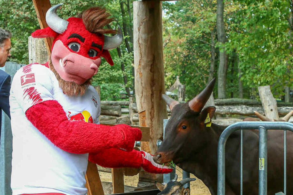Im August 2018 wurden die beiden Watussi-Rinder offiziell als Patentiere des Fußball-Bundesligisten RB Leipzig vorgestellt. Im Zoo befinden sie sich bereits seit Dezember 2017.