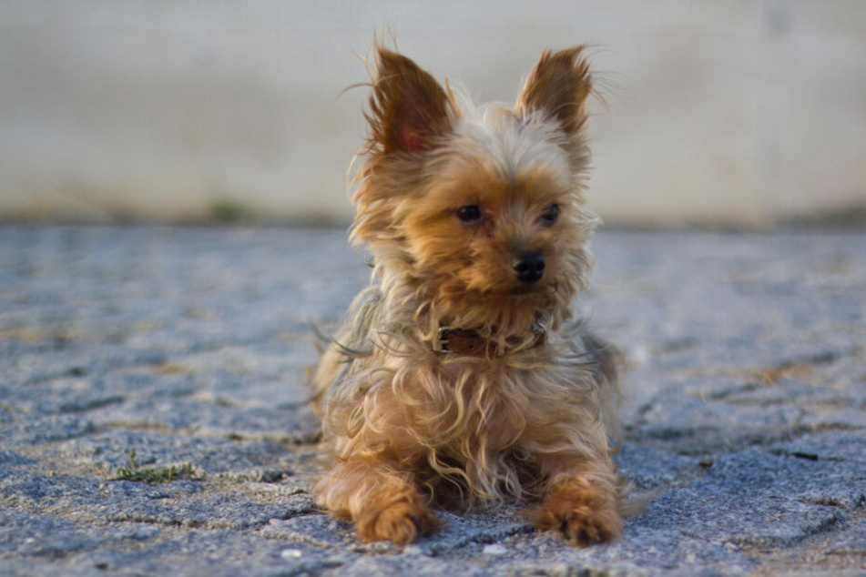 Ein junger Yorkshire Terrier Mix verschwand vor 14 Jahren spurlos. (Symbolbild)