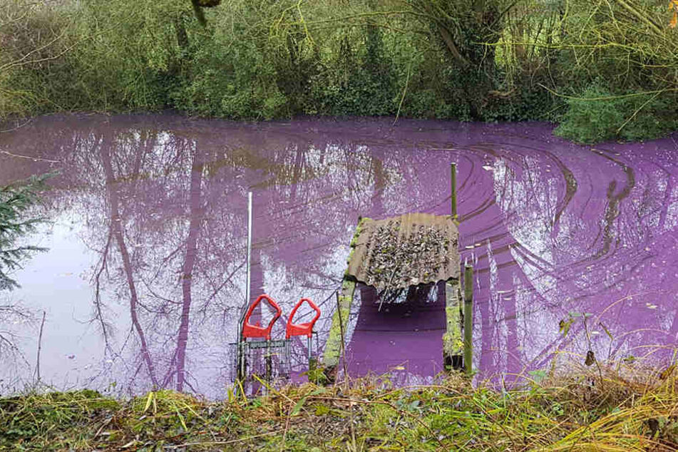 Seit ein paar Tagen leuchtet der Teich bei Bad Segeberg lilafarben.