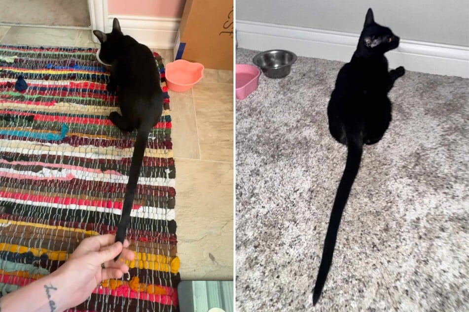 Little kitten's insanely long tail leaves Reddit users shocked: "That's not a tale, that's a saga!"