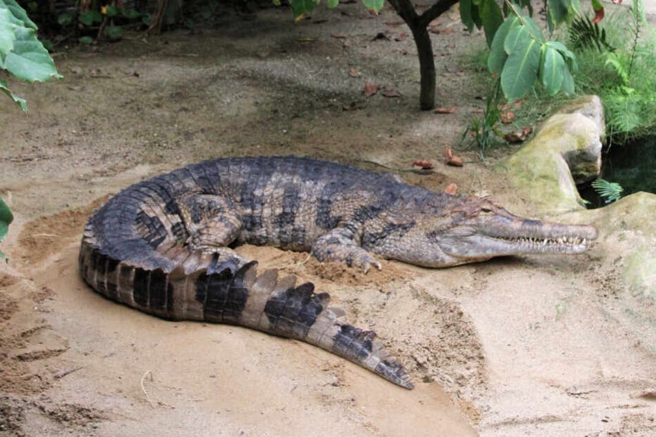 Solch ein Zoo-Krokodil hätte die Polizisten von der Größe her mehr in Aufruhr versetzt.