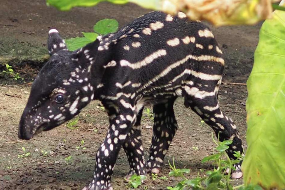 Der kleine Tapir-Bulle hat es leider nicht geschafft.