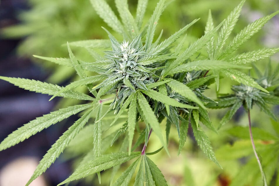 Ein Marihuana-Raub von 350 Kilogramm löste laut den Ermittlern den "Kölner Drogenkrieg" aus. (Symbolfoto)