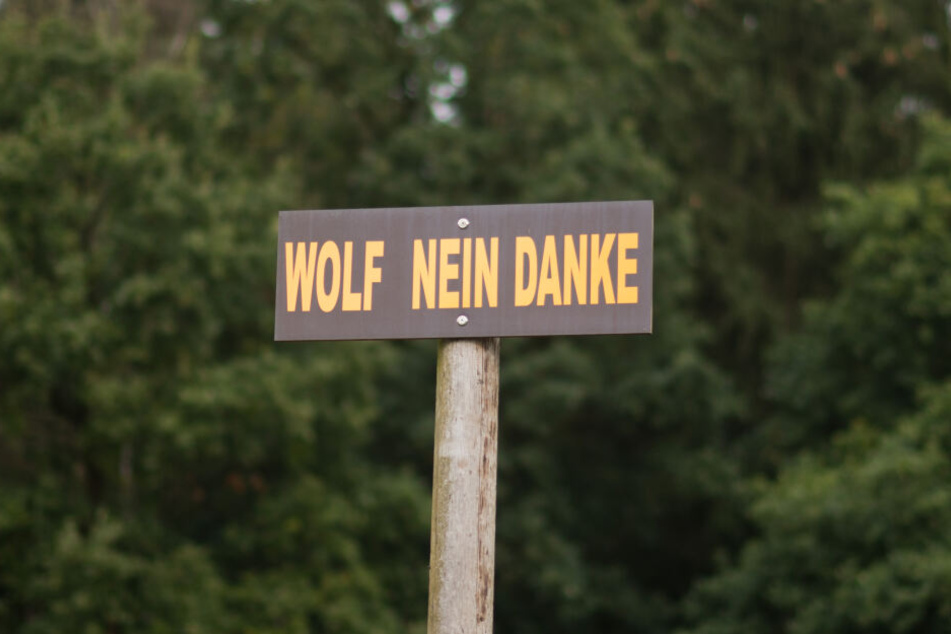In vielen Gegenden Deutschlands gilt der Wolf als größte Gefahr für Nutztiere