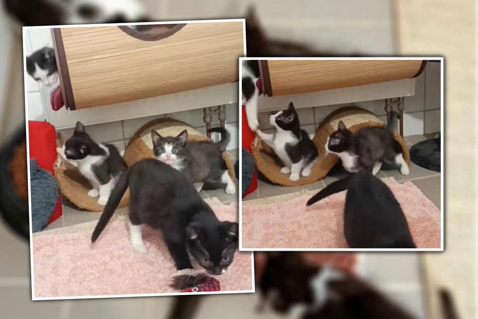 Die Katzenkinder sorgen für ordentlich Chaos.