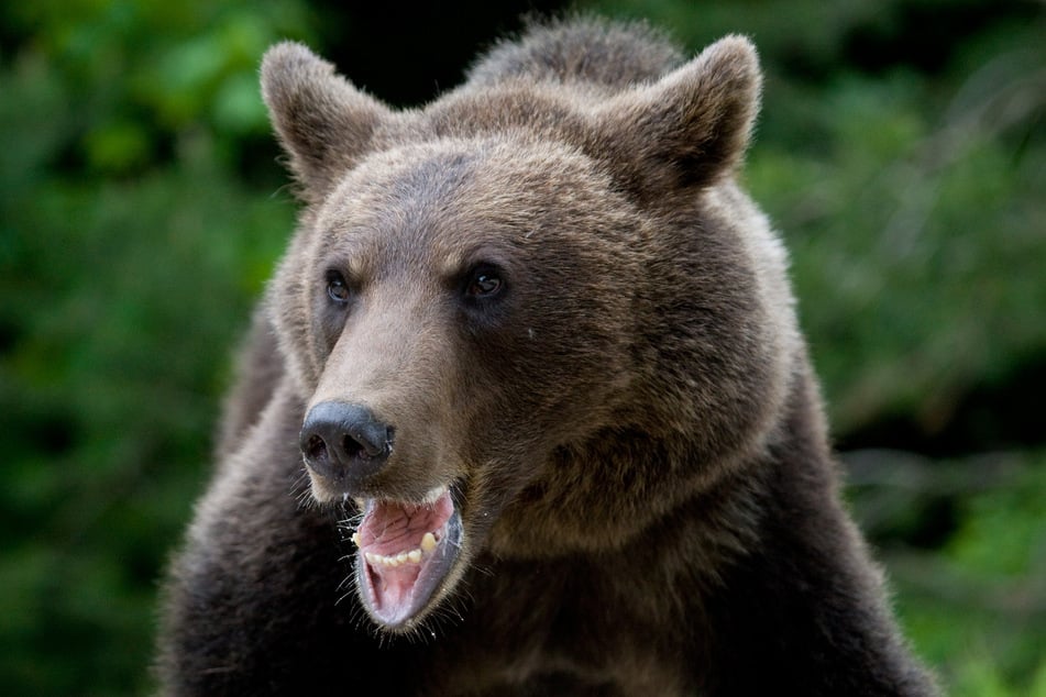 Der Bär stürmte auf die Familie zu und griff sie an. (Symbolbild)