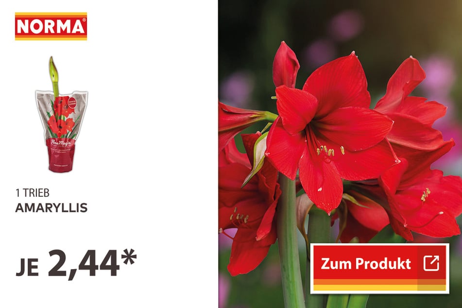 Amaryllis für 2,44 Euro.