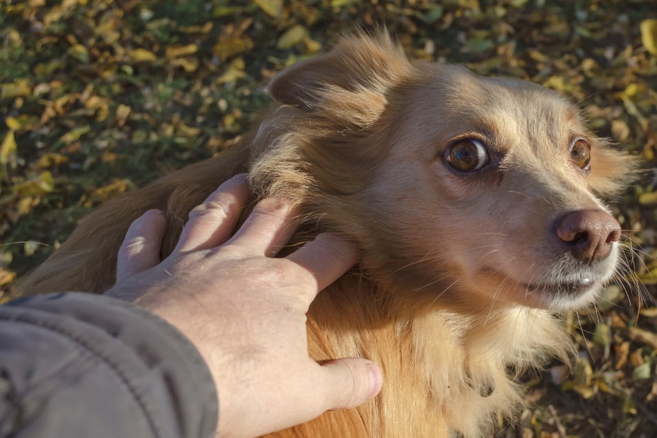 Straßenhund findet endlich ein Zuhause, doch dann erkrankt sein neuer Besitzer schwer