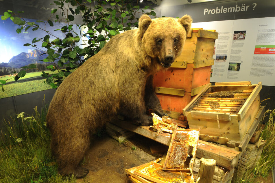 Der erste Braunbär, der nach 170 Jahren wieder in Bayern unterwegs war, "Problem­bären Bruno" (JJ1), wurde am 26. Juni 2006 erschossen.