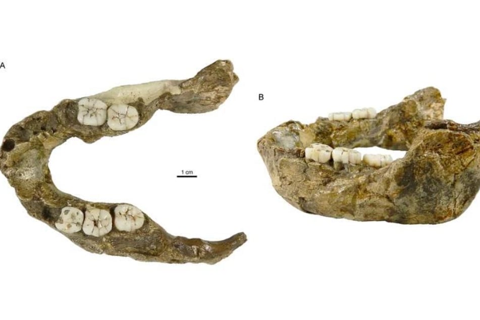 Der Homininen-Unterkiefer SK 15 wurde bereits vor mehr als 75 Jahren entdeckt - und wirft immer noch Fragen auf.