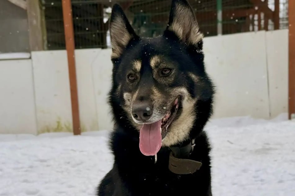 Mieszaniec owczarka niemieckiego Fenris z hamburgerkiego schroniska dla zwierząt poszukuje stałego domu.