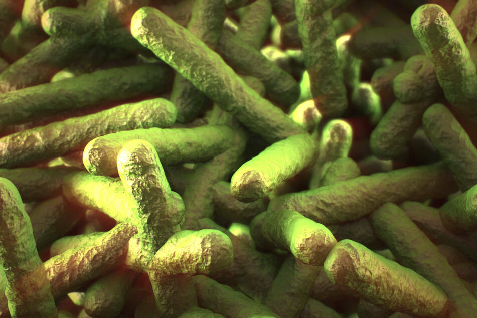 Vier Menschen hatten sich nach dem Verzehr von mit Keimen belasteten Gemüse mit Listeriose infiziert.