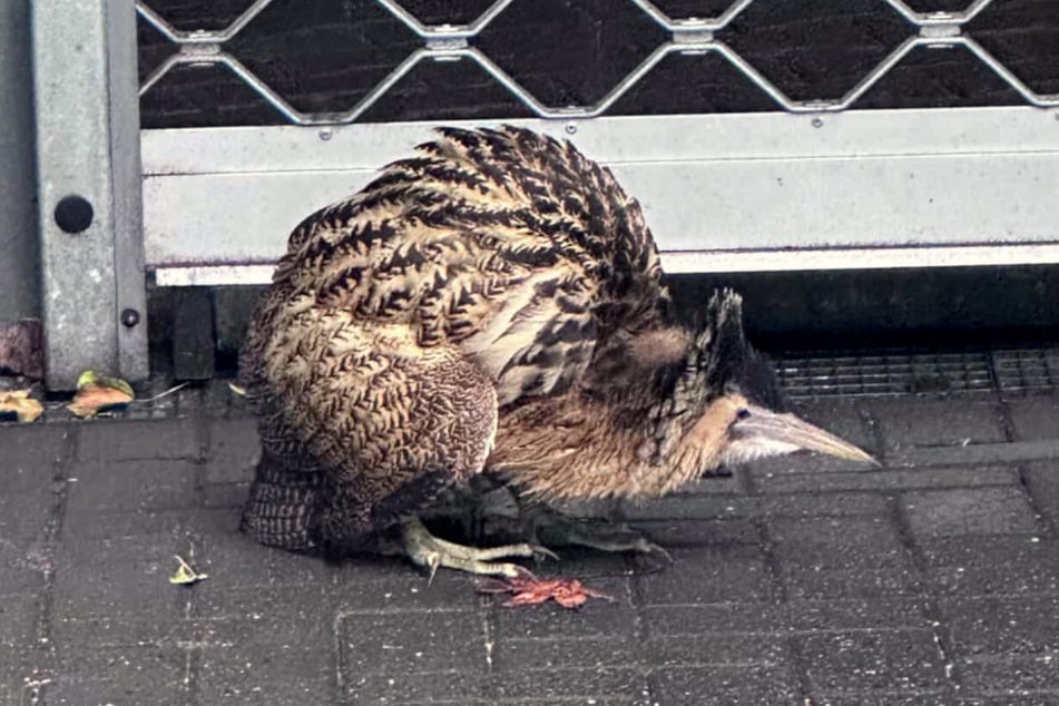 Anwohner in Neuss hatten die Feuerwehr alarmiert, nachdem sie auf den ungewöhnlich anmutenden Vogel aufmerksam geworden waren.