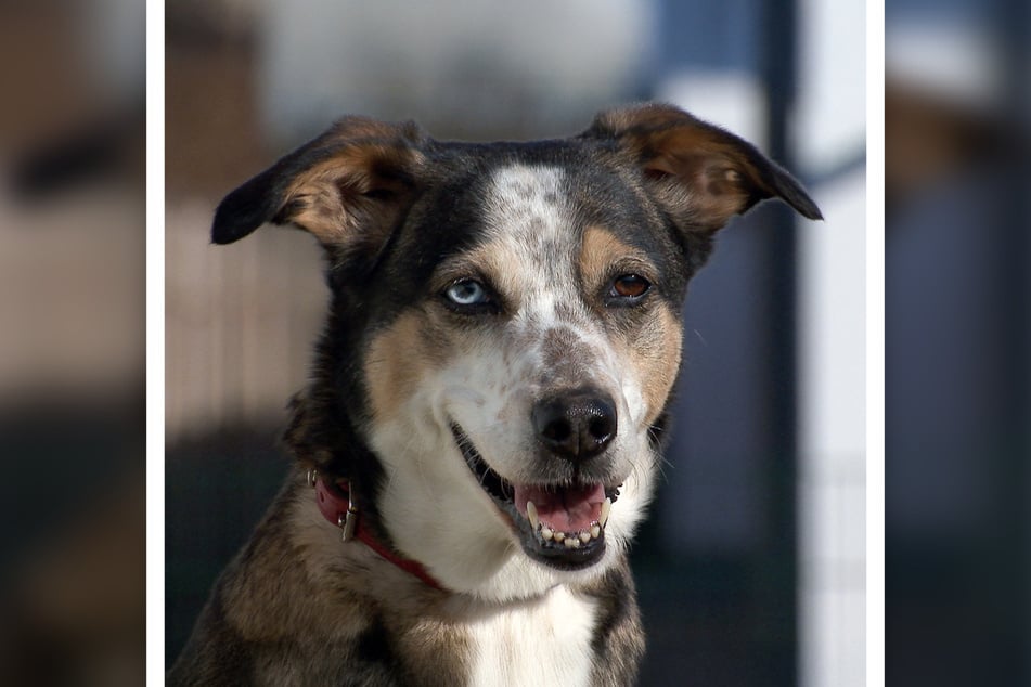 Nala kam nach dem Tod ihres Besitzers in das Tierheim nach Magdeburg.