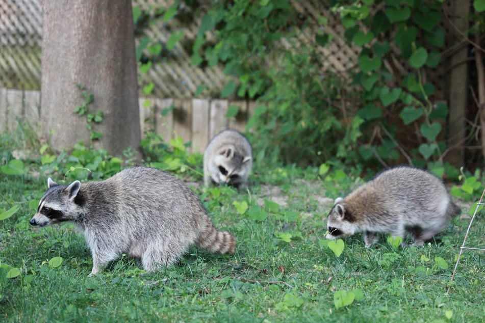 Waschbären vertreiben: Das könnt Ihr gegen die Wildtiere tun