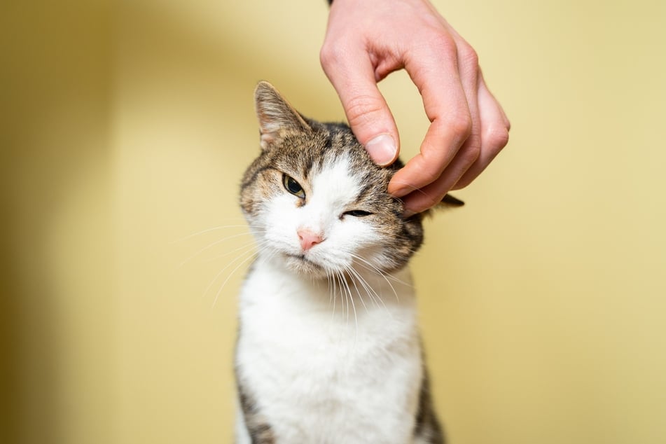 Am Kopf im Schläfenbereich werden Katzen besonders gern gestreichelt.