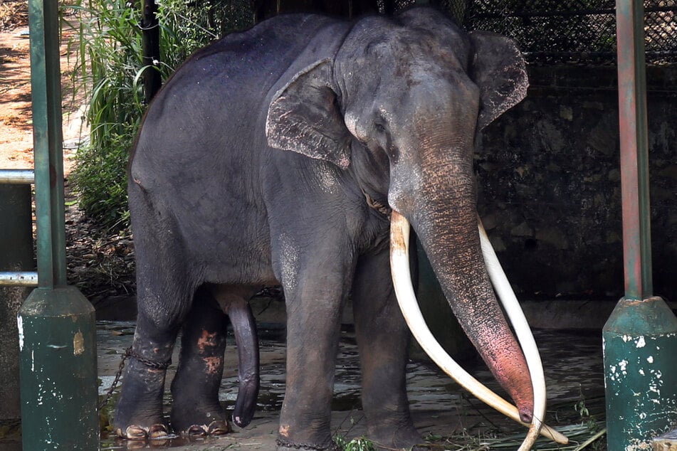 Elefant "Sak Surin" hat eine harte Zeit hinter sich. In Sri Lanka wurde er gequält und ausgebeutet.