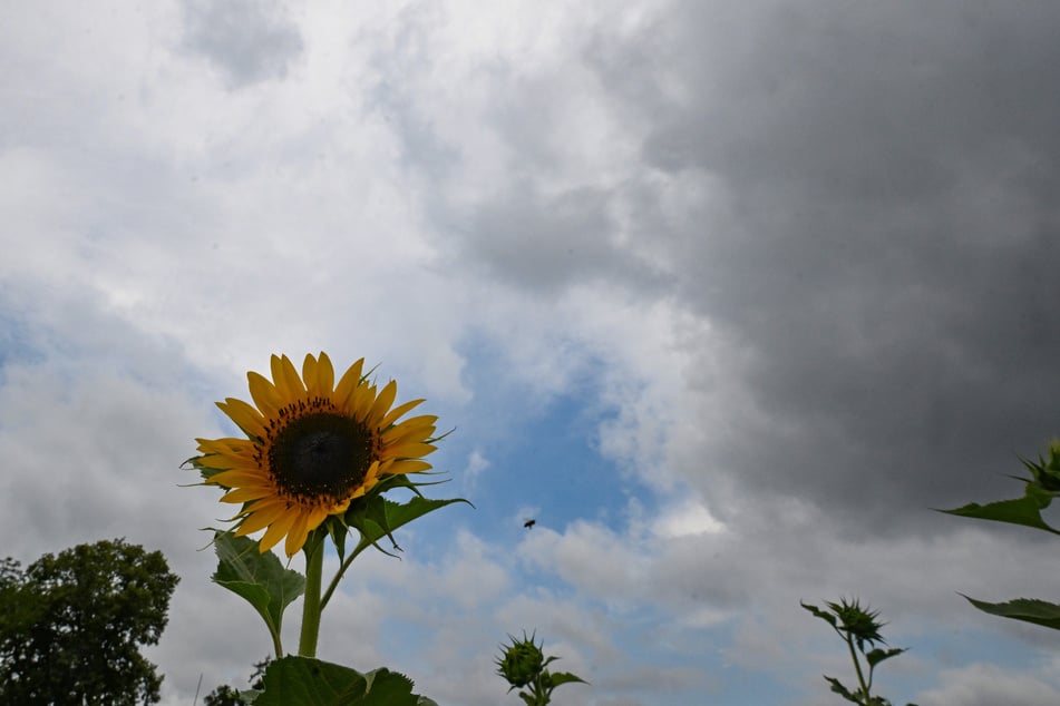 Ab Donnerstag klärt sich die Wolkenfront in NRW wieder etwas auf. (Symbolfoto)