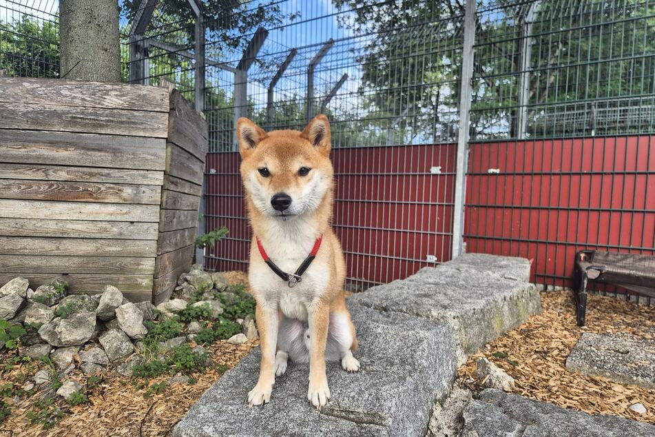 Jiro sucht feinfühlige Besitzer, die Erfahrung im Umgang mit schwierigen Hunden haben.